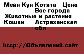 Мейн Кун Котята › Цена ­ 15 000 - Все города Животные и растения » Кошки   . Астраханская обл.